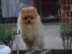 Pomeranian fetita isi cauta sufletul pereche
