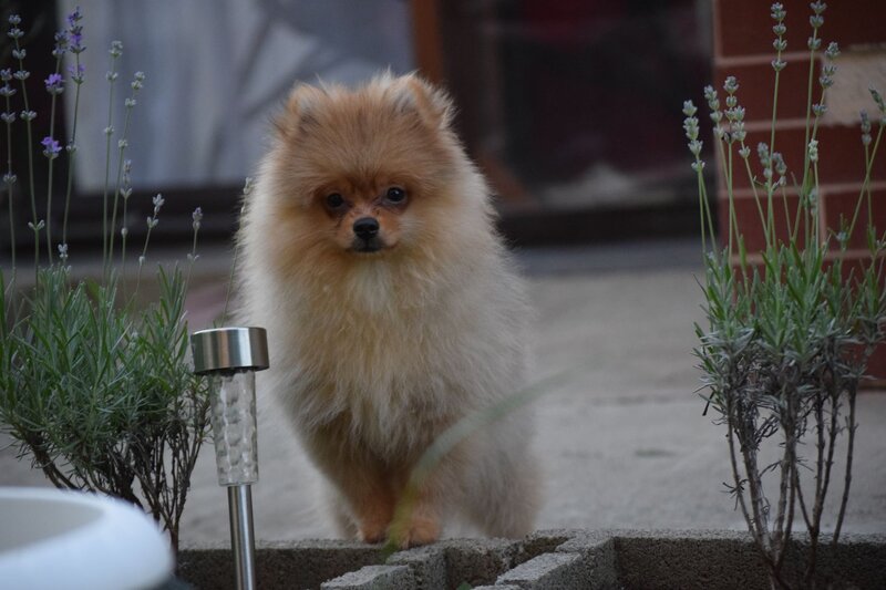 Pomeranian fetita isi cauta sufletul pereche