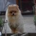 Pomeranian fetita isi cauta sufletul pereche
