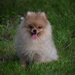 Pomeranian fetita isi cauta sufletul pereche